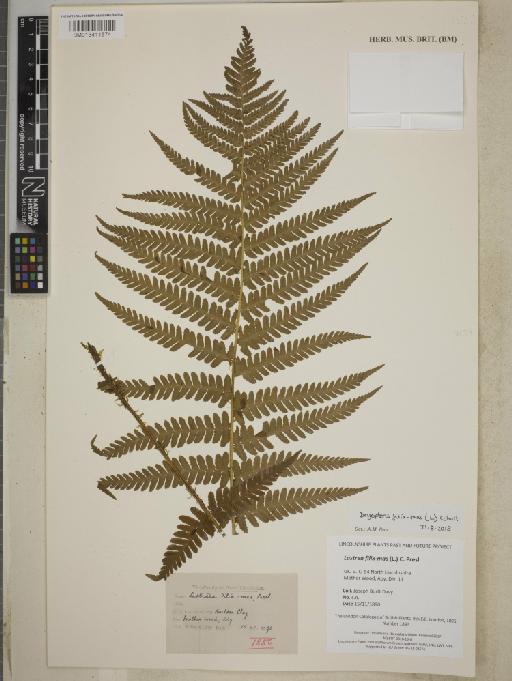 Dryopteris filix-mas (L.) Schott - BM013411574_1