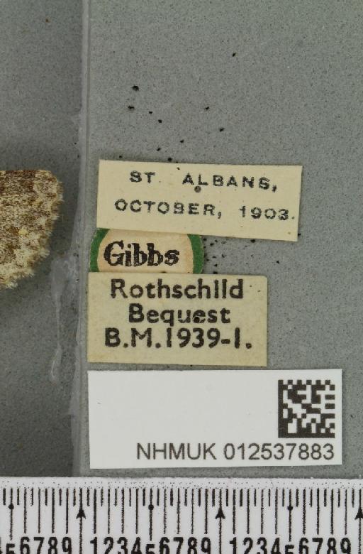 Polymixis flavicincta (Denis & Schiffermüller, 1775) - NHMUK_012537883_label_647036