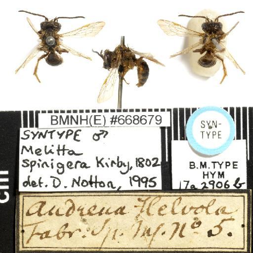 Melitta spinigera Kirby, 1802 - Andrena_helvola-BMNH(E)#668679-habiti