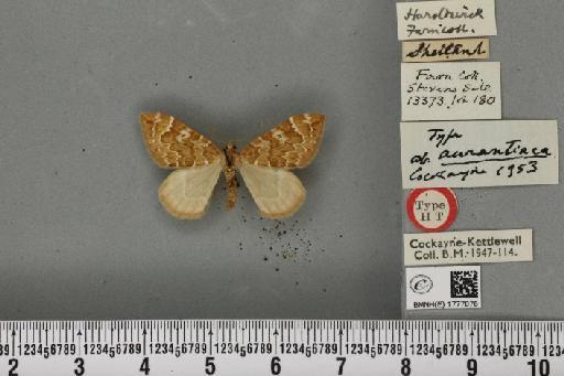 Dysstroma citrata pythonissata ab. aurantiaca Cockayne, 1953 - BMNHE_1777078_351830