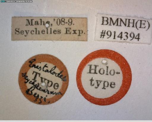 Eristalinus (Eristalodes) seychellarum (Bezzi, 1915) - Eristalinus seychellarum HT labels2