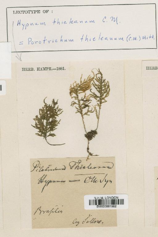 Porotrichum thieleanum (Müll.Hal.) Mitt. - BM000961352