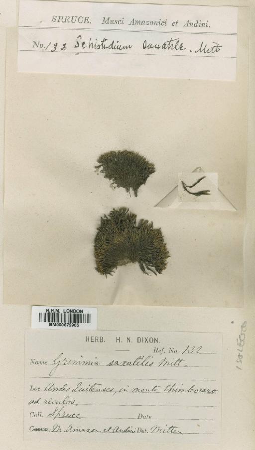 Schistidium apocarpum (Hedw.) Bruch & Schimp. - BM000872905