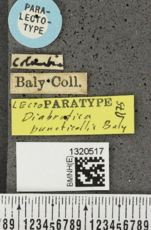 Paratriarius puncticollis (Baly, 1865) - BMNHE_1320517_label_21460