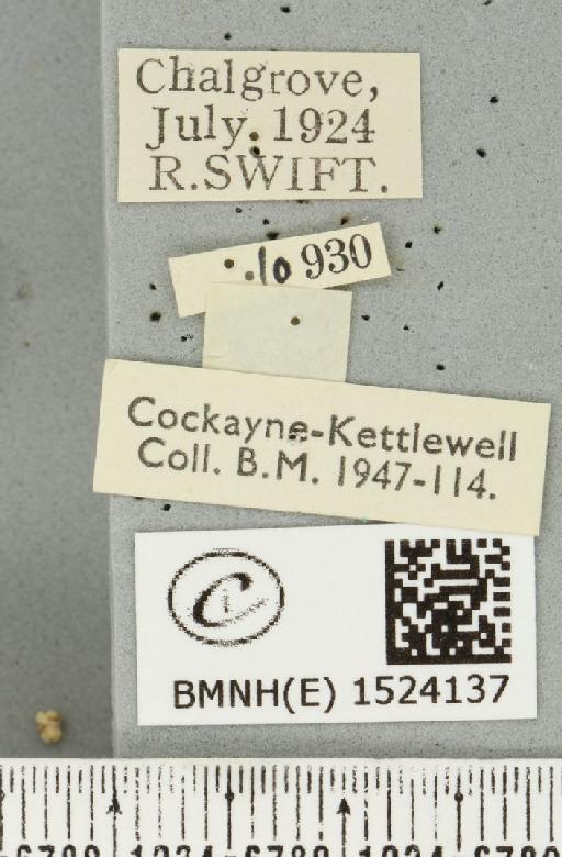 Malacosoma neustria ab. bicolor Sibille, 1927 - BMNHE_1524137_label_190461