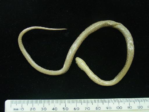 Dasypeltis scabra Linnaeus, 1758 - Dasypeltis BMNH 69.11.4.38 002.JPG