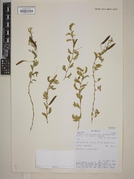 Chamaecrista serpens var. mensarum (Ant.Molina) H.S.Irwin & Barneby - BM001172239