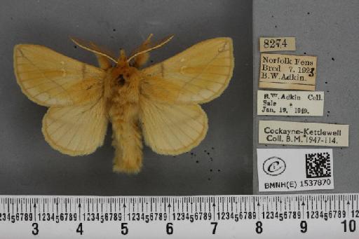 Euthrix potatoria ab. inversa Caradja, 1895 - BMNHE_1537870_198050