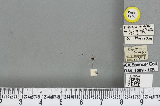 Chromatomyia mimuli Spencer, 1981 - BMNHE_1475044_48553