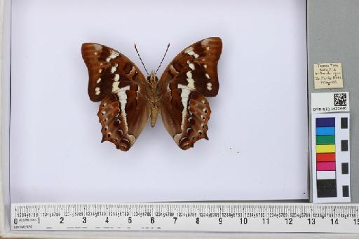 Polyura caphontis Hewitson - BMNH(E)_1422040_Polyura caphontis caphontis _ male (2)