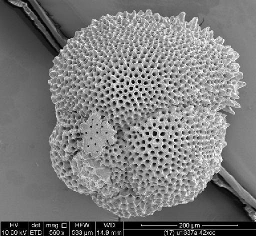 Dentoglobigerina  juxtabinaiensis Fox and Wade, 2013 - PF70870_Fig 7.1c (holotype) u1337a 42xcc.tif