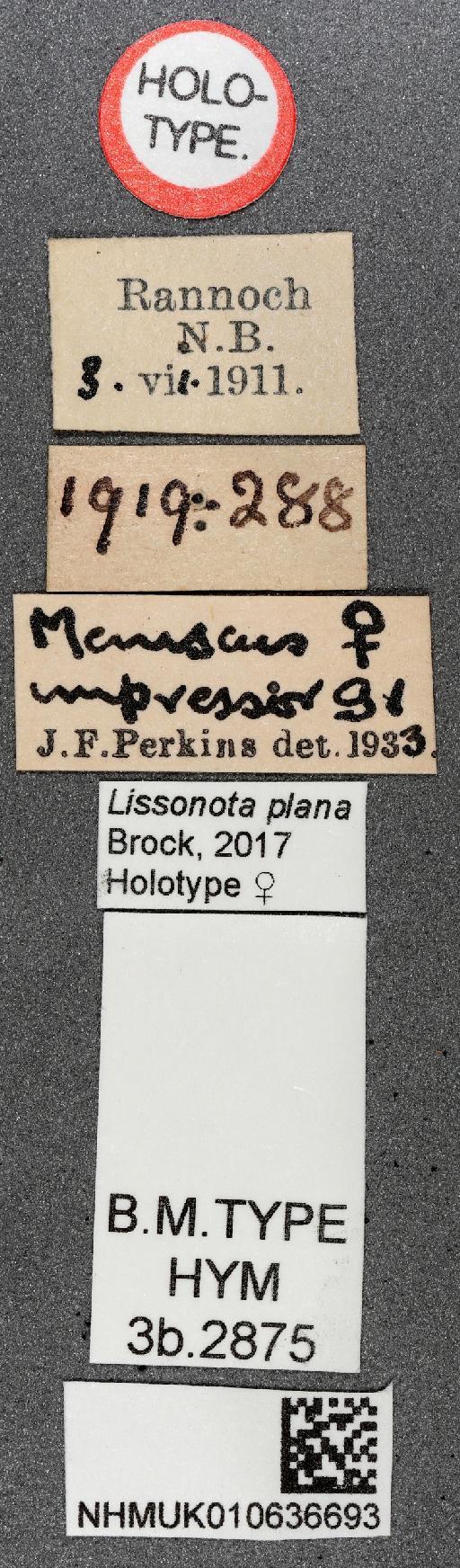 Lissonota plana Brock, 2017 - 010636693_Lissonota_plana_holotype_labels