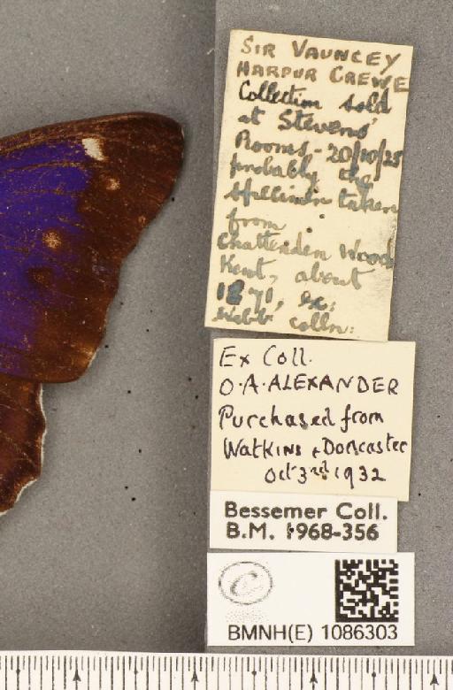 Apatura iris ab. lugenda Cabeau, 1910 - BMNHE_1086303_label_63244