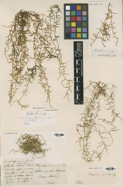 Weymouthia mollis (Hedw.) Broth. - BM000961096_a