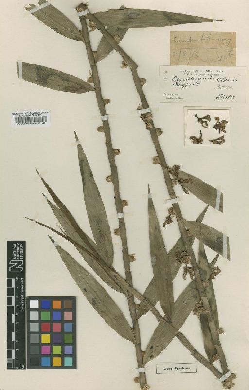 Dendrobium klossii Ridl. - BM000038280