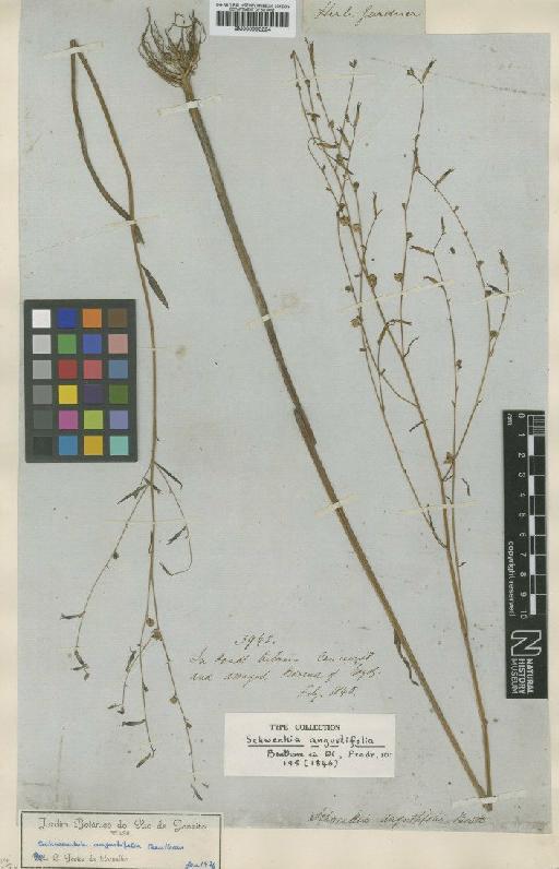 Schwenckia angustifolia Benth. - BM000992224