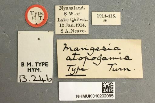 Mangesia atopogamia Turner, R.E., 1915 - 010202095_Mangesia_atopogamia_labels_1