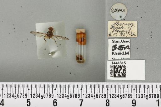 Bactrocera (Javadacus) tau (Walker, 1849) - BMNHE_1441315_36372