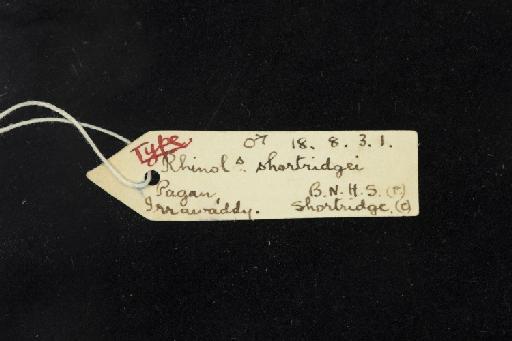Rhinolophus lepidus shortridgei Andersen,  1918 - 1918_8_3_1-Rhinolophus_lepidus_shortridgei-Holotype-Skull-label