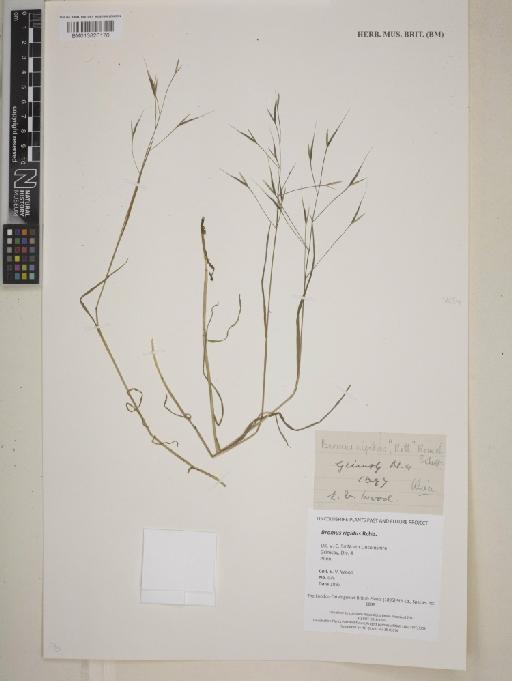Bromus rigidus Rchb. - 013826170