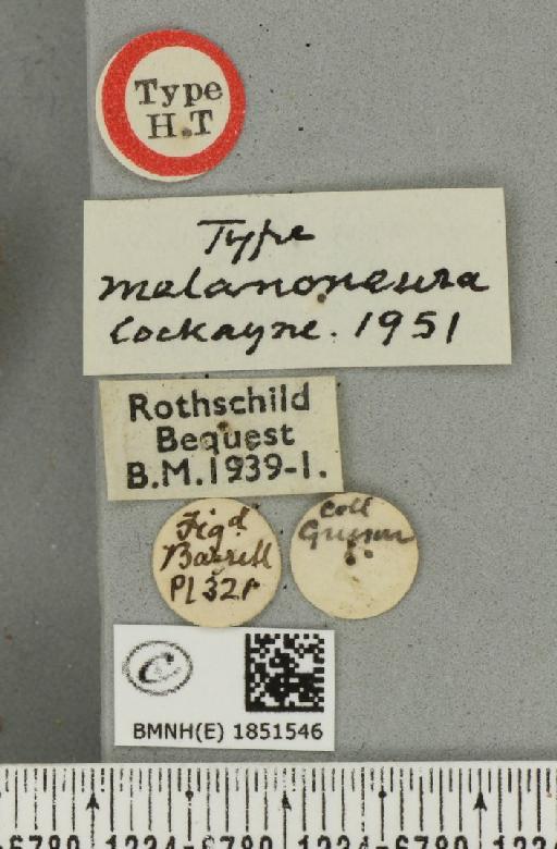 Abraxas grossulariata ab. melanoneura Cockayne, 1951 - BMNHE_1851546_label_415033