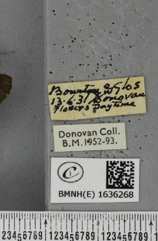 Macroglossum stellatarum (Linnaeus, 1758) - BMNHE_1636268_label_205986