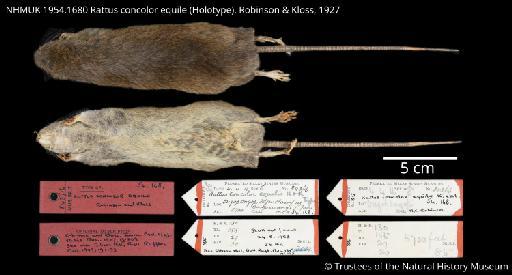 Rattus concolor equile Robinson and Kloss,  1927 - NHMUK 1954.168 Rattus concolor equile Holotype Figureplate