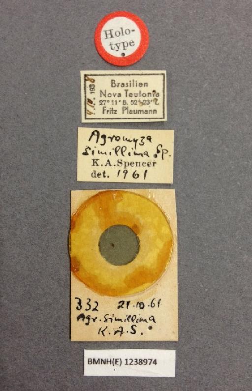 Agromyza simillima Spencer, 1963 - Agromyza simillima BMNHE 1238974 holotype labels