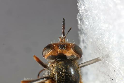 Hyperusia xantholeuca Bowden, 1975 - 014427854_dorsal_head