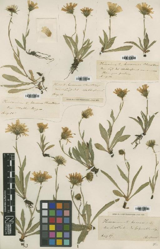 Hieracium leucophaeum subsp. bernense (Christener) Zahn - BM001082432