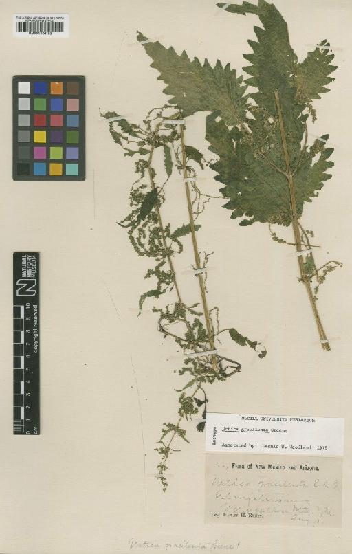 Urtica gracilenta Greene - BM001024182