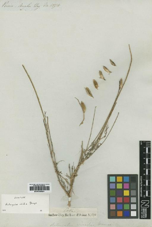 Astragalus viridis Bunge - BM000885264