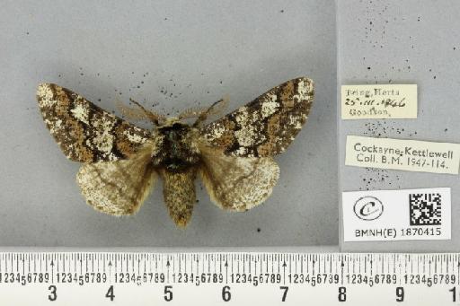 Biston strataria ab. umbrata Lempke, 1952 - BMNHE_1870415_461056