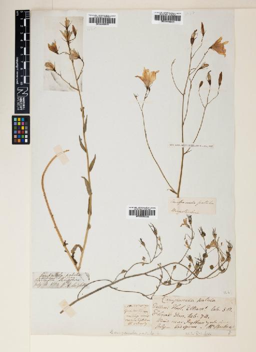Campanula patula L. - 000933522