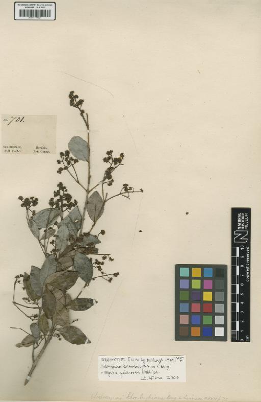 Aulomyrcia guianensis Aubl. - BM001191674