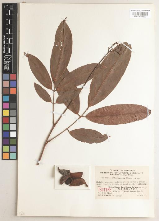 Connarus paniculatus Roxb. - BM013719693