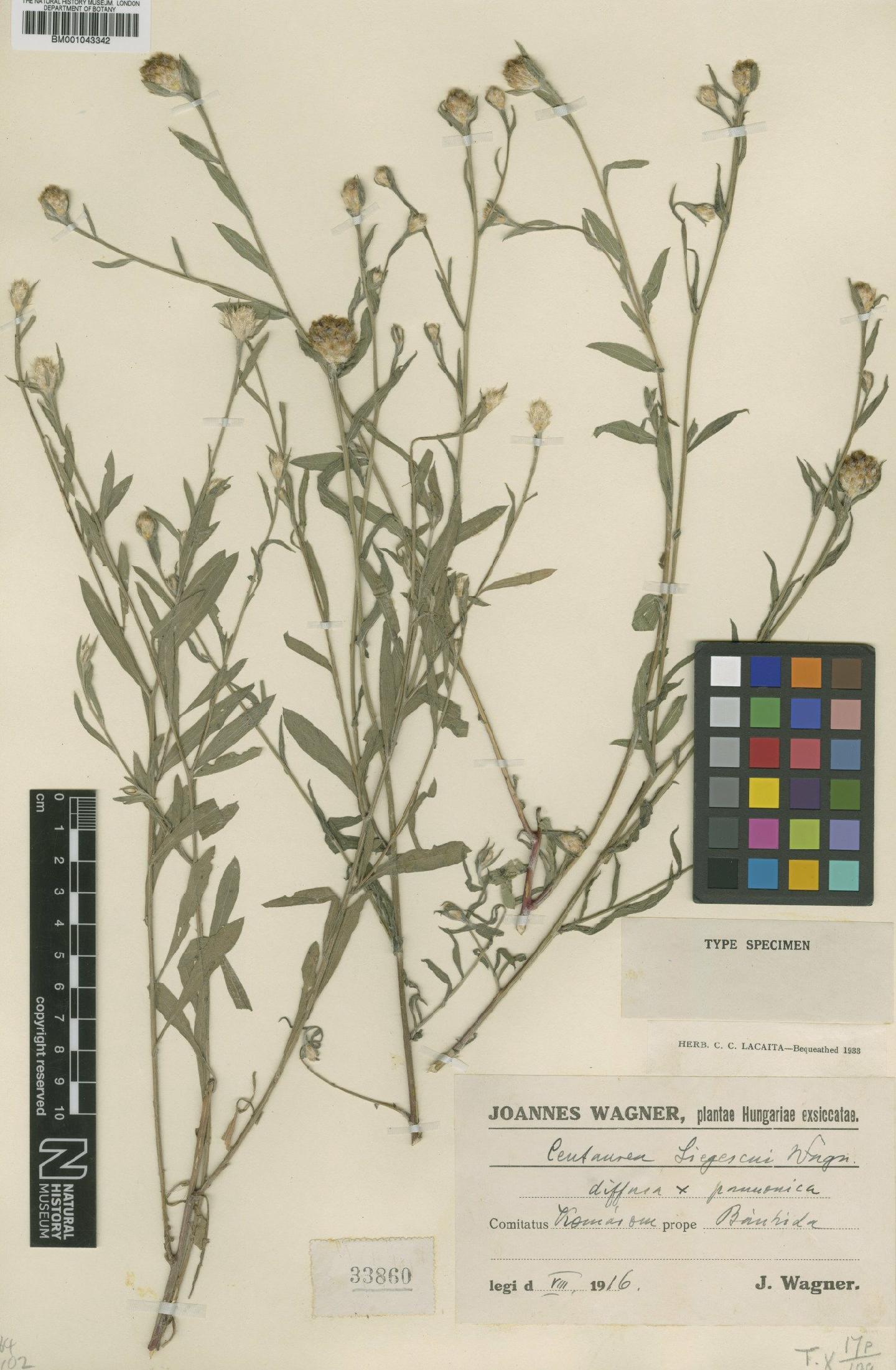 To NHMUK collection (Centaurea diffusa Lam.; Type; NHMUK:ecatalogue:1991052)