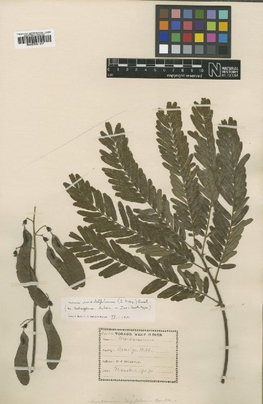 Machaerium isadelphum (E.Mey.) Amshoff - BM000931832