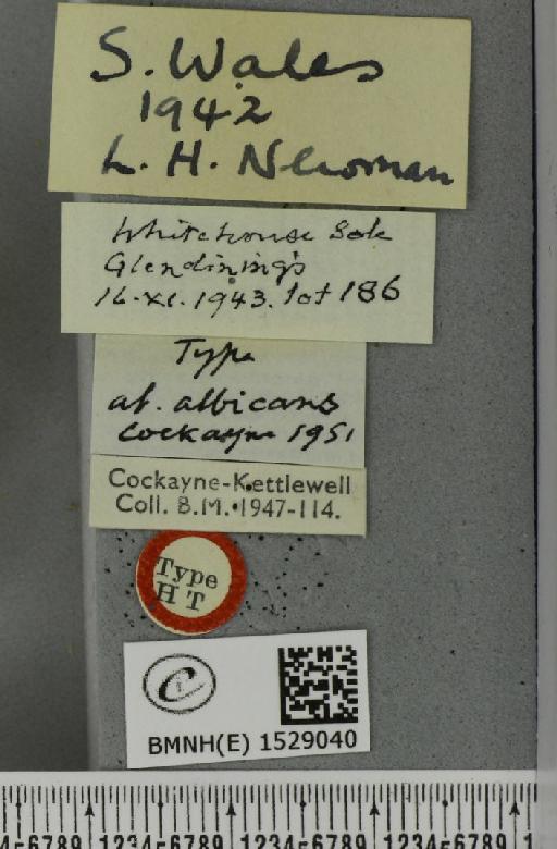 Macrothylacia rubi ab. albicans Cockayne, 1951 - BMNHE_1529040_label_196570