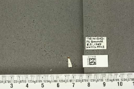 Trioza obsoleta Buckton, 1900 - BMNHE_1271418_7021