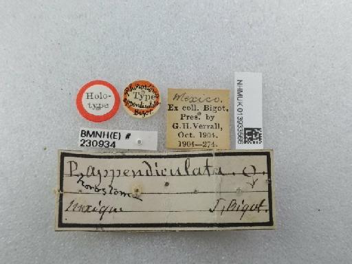 Bathydexia appendiculata (Bigot, 1889) - Bathydexia appendiculata HT labels