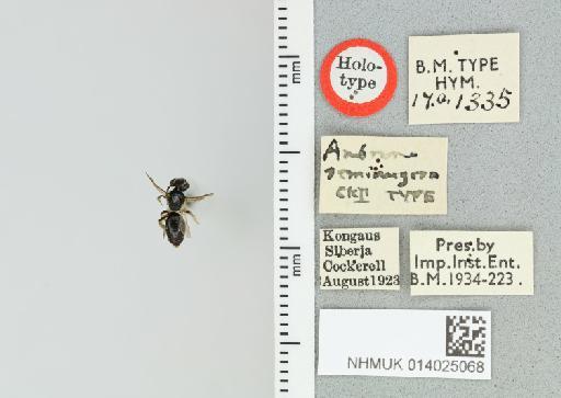 Andrena (Micrandrena) semirugosa Cockerell, T., 1924 - 014025068_834113_512990-