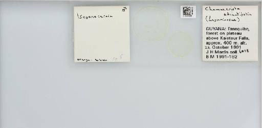 Isogonoceraia Tuthill, 1964 - 013483055_117198_1146272_157715_NonType_result
