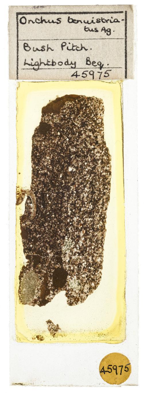Onchus tenuistriatus infraphylum Gnathostomata Agassiz, 1837 - NHMUK PV OR 45975 Onchus tenuistriatus