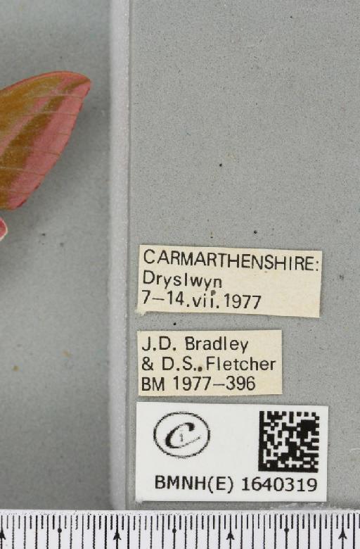 Deilephila elpenor (Linnaeus, 1758) - BMNHE_1640319_label_206443