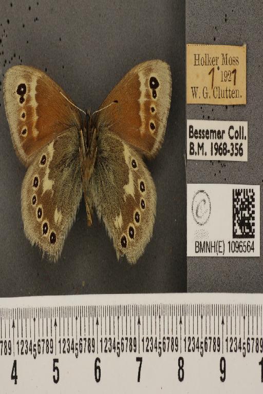 Coenonympha tullia davus ab. addenda Lempke, 1936 - BMNHE_1096564_7388