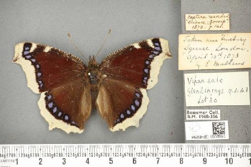 Nymphalis antiopa (Linnaeus, 1758) - BMNHE_1060693_21069