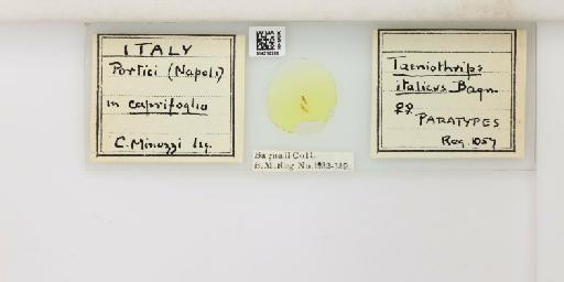 Thrips italicus (Bagnall, 1926) - 014310268_833442_1614369_157757_Type