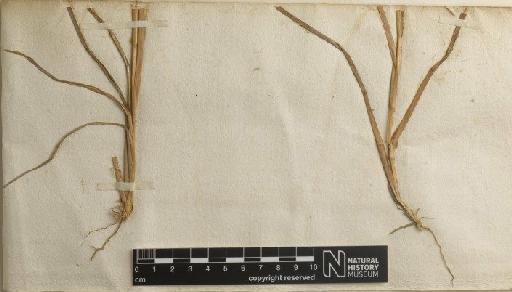 Andropogon contortus L. - BM000588757_a