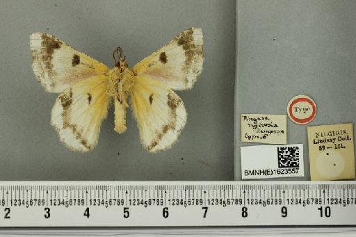 Lophophelma ruficosta (Hampson, 1891) - Pingasa ruficosta Hampson syntype male 1623557 ventral